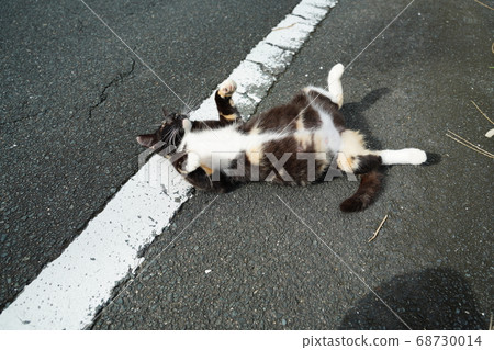 Mother stray cat raising her baby 68730014