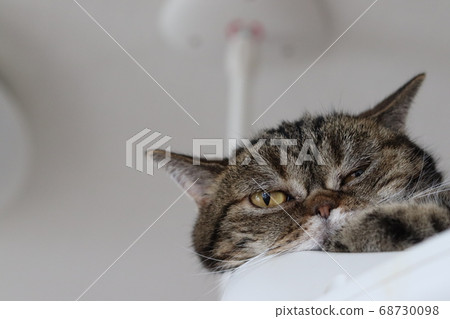 American Shorthair Brown Tabby Cat Relaxing and Squinting 68730098
