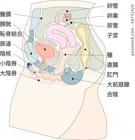 Female genitals illustration 3 with explanation 68731428