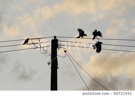 Quarrel with Oshahashi crows on Iriomote Island Quarrel with Oshahashi crows on Iriomote Island 68731443
