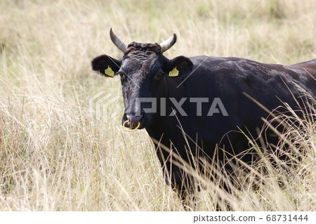 Japanese black beef on Iriomote Island Japanese black beef on Iriomote Island 68731444