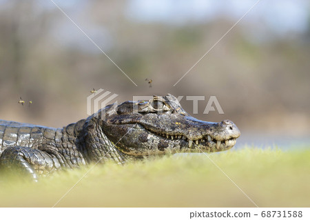 Portrait of a Yacare caiman on a river bank 68731588