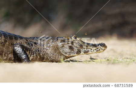 Yacare caiman lying on a sandy river bank 68731589