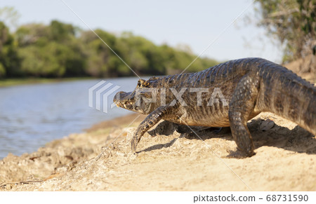 Close up of a Yacare caiman on a river bank 68731590