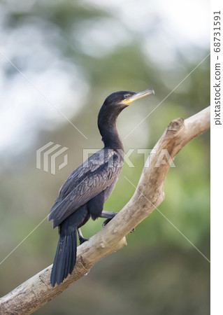 Neotropic cormorant perched on a tree branch Neotropic cormorant perched on a tree branch 68731591