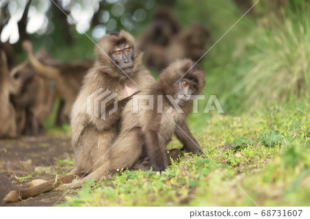 Close up of a mother Gelada monkey grooming her baby Close up of a mother Gelada monkey grooming her baby 68731607