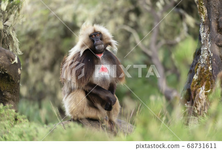Close up of male Gelada monkey 68731611