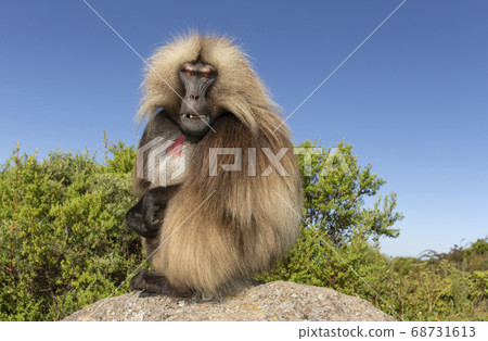 Close up of male Gelada monkey sitting on a rock 68731613