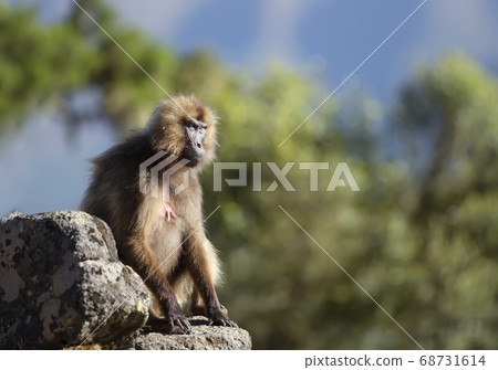 Female Gelada monkey sitting on a rock Female Gelada monkey sitting on a rock 68731614