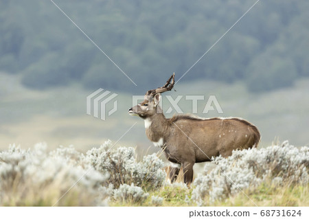 Mountain Nyala standing in the grassland Mountain Nyala standing in the grassland 68731624