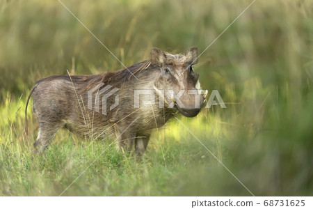 Close up of a common Warthog standing in the grass Close up of a common Warthog standing in the grass 68731625