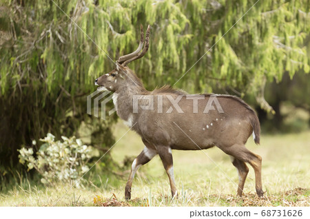 Close up of a Mountain Nyala walking in the grassland Close up of a Mountain Nyala walking in the grassland 68731626