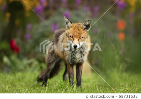 Red fox standing on green grass in a flower garden Red fox standing on green grass in a flower garden 68731638