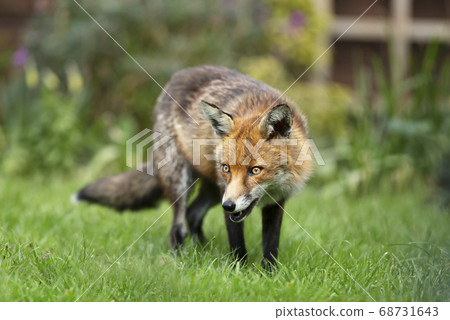 Close up of a red fox standing on grass 68731643