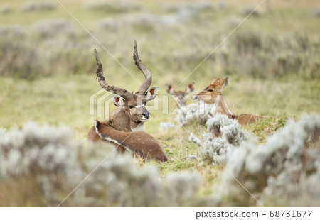 Close up of a male and female Mountain Nyala lying in the grass 68731677