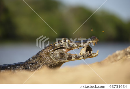 Yacare caiman eating piranha on a river bank Yacare caiman eating piranha on a river bank 68731684