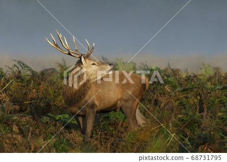 Red deer stag standing in the field of ferns Red deer stag standing in the field of ferns 68731795