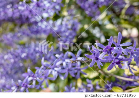 purple sandpaper vine flowers purple sandpaper vine flowers 68731950