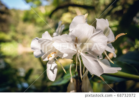 nature landscape of white butterfly ginger 68732072