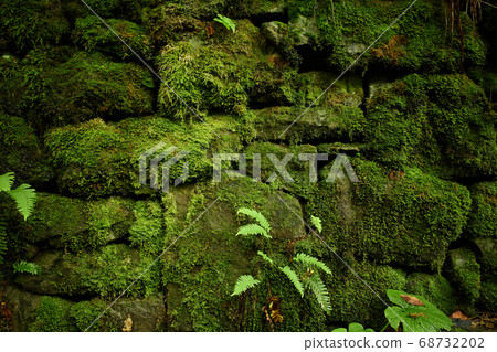 Moss-grown ancient stonewall. Horizontal close-up shot 68732202