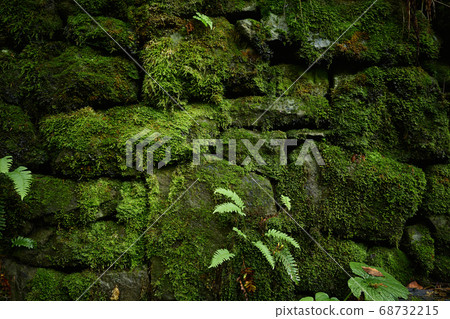 Moss-covered old masonry Moss-covered old masonry 68732215
