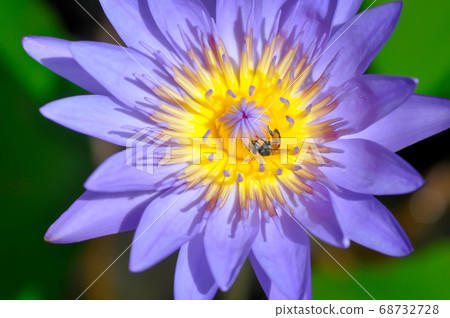 lotus, purple lotusand a bee 68732728