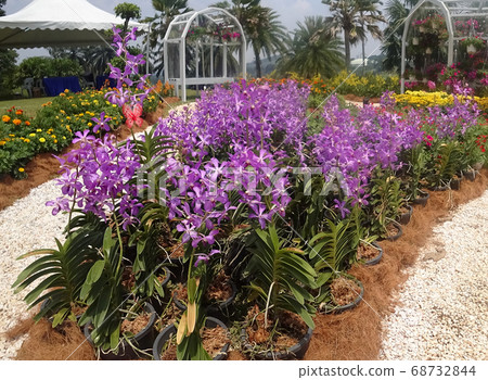 KUALA LUMPUR, MALAYSIA -DECEMBER 17, 2019: Colorful tropical & exotic orchids flower in plants nursery. Grown in a large group to form a beautiful garden.   68732844