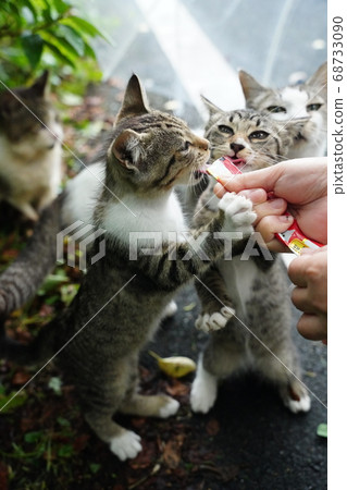 Snack time for stray cats in the rainy season Snack time for stray cats in the rainy season 68733090