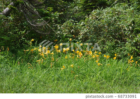 Hakuba's summer Hakuba's summer 68733091