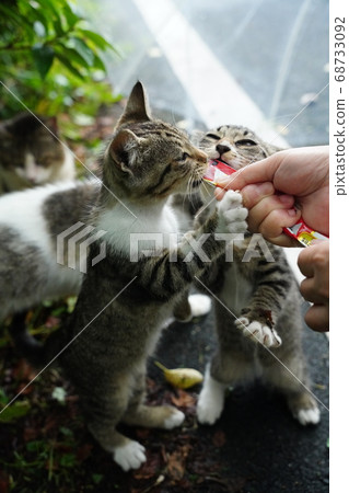 Snack time for stray cats in the rainy season Snack time for stray cats in the rainy season 68733092