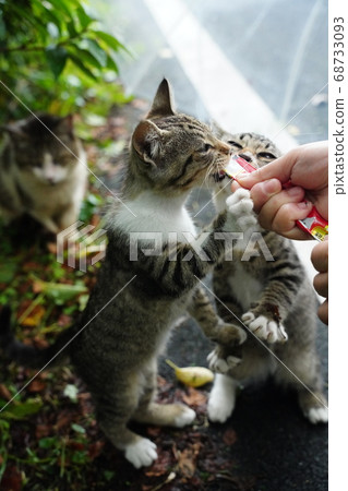 Snack time for stray cats in the rainy season Snack time for stray cats in the rainy season 68733093