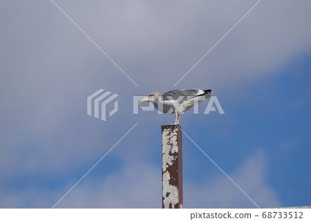 海鳥和藍天 68733512