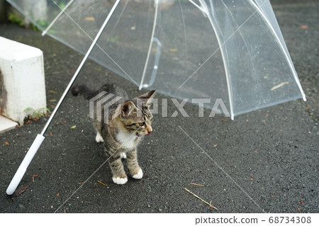 因為有雨傘,所以即使在雨中也能放心玩耍的流浪貓小貓 因為有雨傘,所以即使在雨中也能放心玩耍的流浪貓小貓 68734308