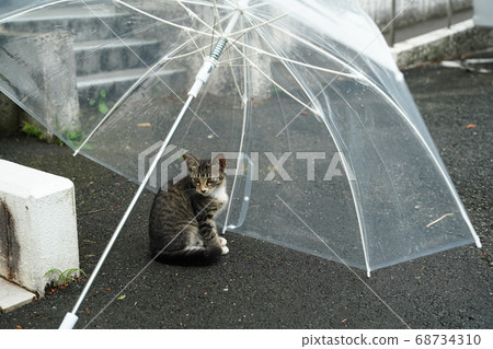 因為有雨傘，所以即使在雨中也能放心玩耍的流浪貓小貓 68734310