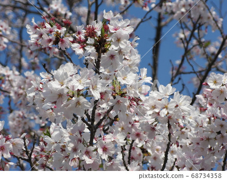 Sakura no Mori 68734358