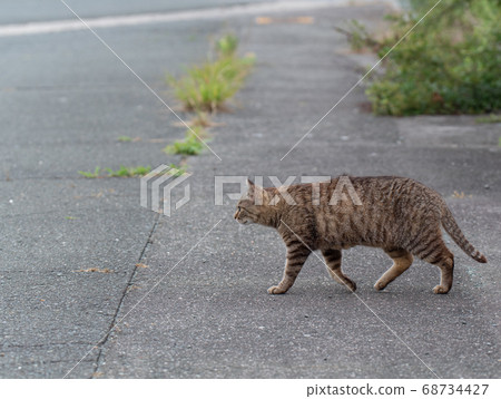 Cat passing in front of you Cat passing in front of you 68734427