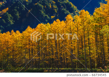 Autumn leaves of deciduous pine [Kamikochi, Nagano Prefecture] 68734545
