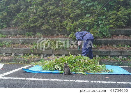 Stray cat kitten looking into the work of a landscaper in the rain 68734690