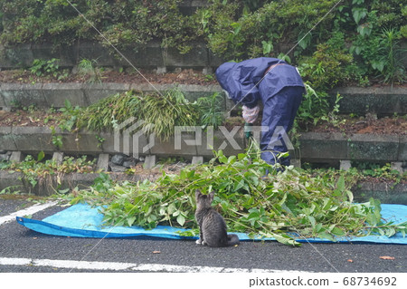 Stray cat kitten looking into the work of a landscaper in the rain 68734692