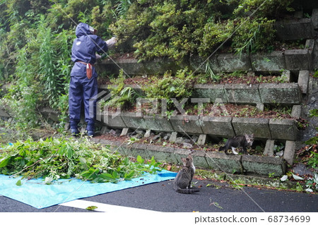 在雨中看著園丁的工作的流浪貓小貓 在雨中看著園丁的工作的流浪貓小貓 68734699