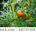Garden tomato 68735308