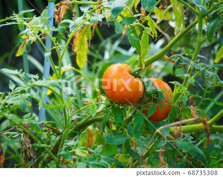 Garden tomato 68735308