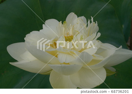 蓮花座 蓮花座 68736201