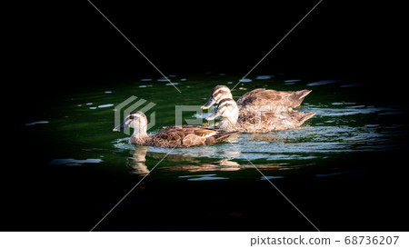 Two ducks enjoying swimming 68736207