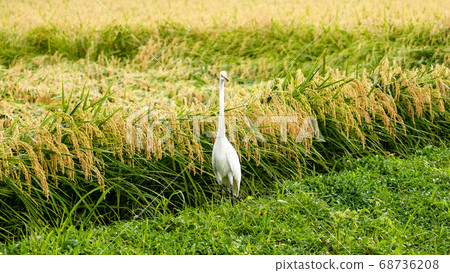 Little rabbit relaxing in the rice field 68736208