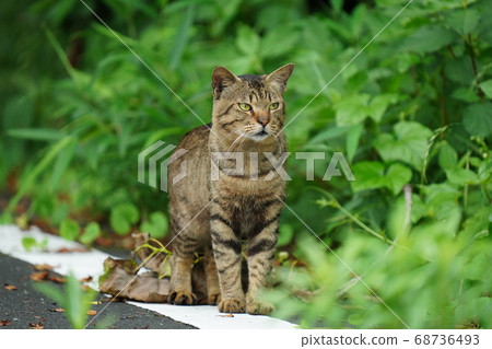 流浪貓一直看著小貓 流浪貓一直看著小貓 68736493