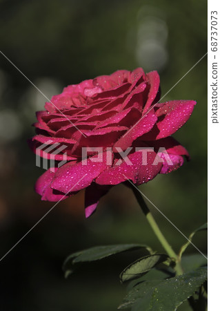Delicate rose with raindrops on a summer evening on a dark background Delicate rose with raindrops on a summer evening on a dark background 68737073