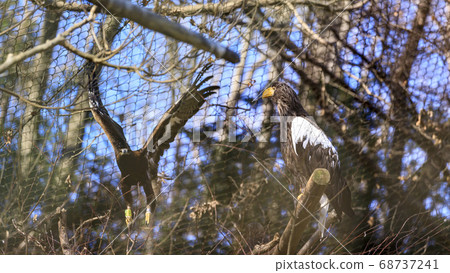 Tama Zoological Park, White-tailed eagle Tama Zoological Park, White-tailed eagle 68737241
