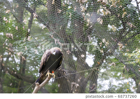 Tama Zoological Park, White-tailed eagle 68737260