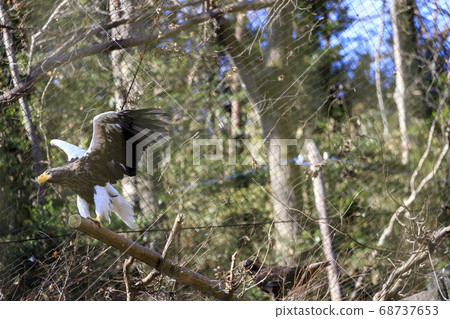 Tama Zoo Park Steller's Sea Eagle 68737653